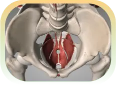 Icon for Pelvic Health